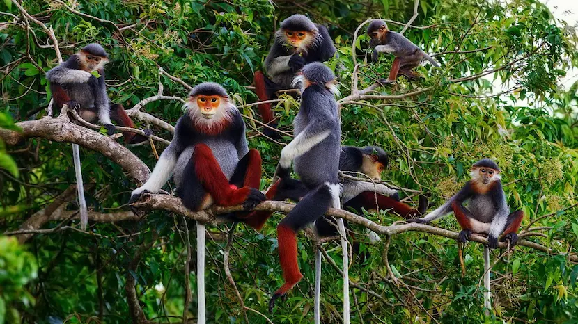 cuc phuong national park