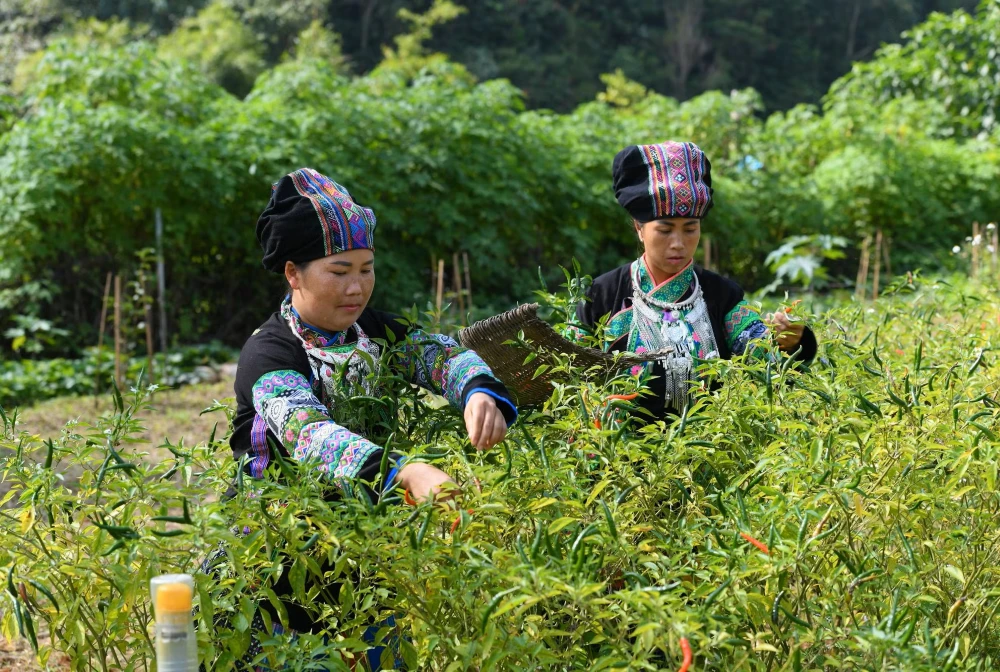 local ethnic people collecting tea buds