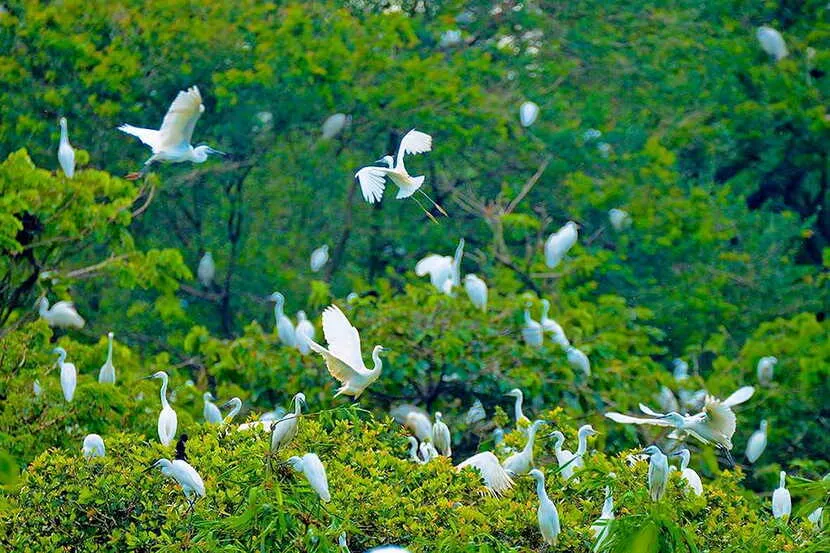 jardin cigogne bang lang mekong