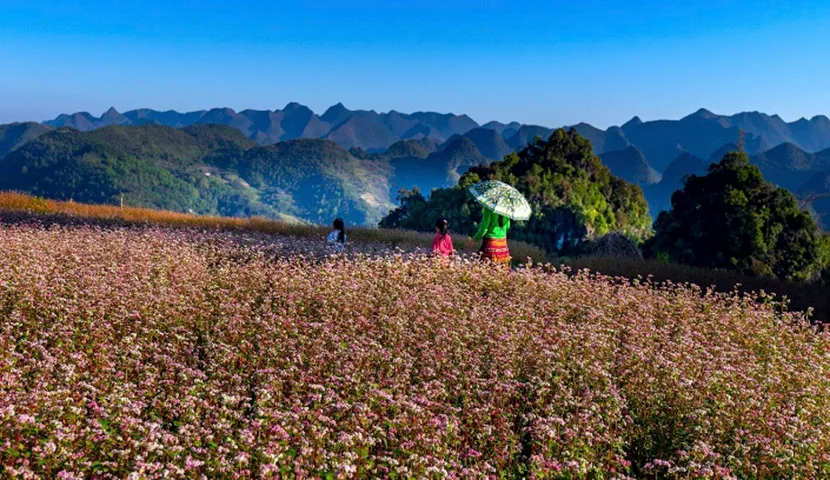 a buckwheat field in the rocky mountain of ha giang