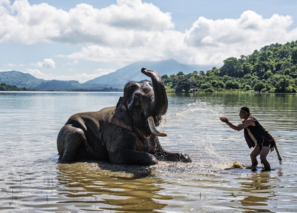 éléphant à lac lak