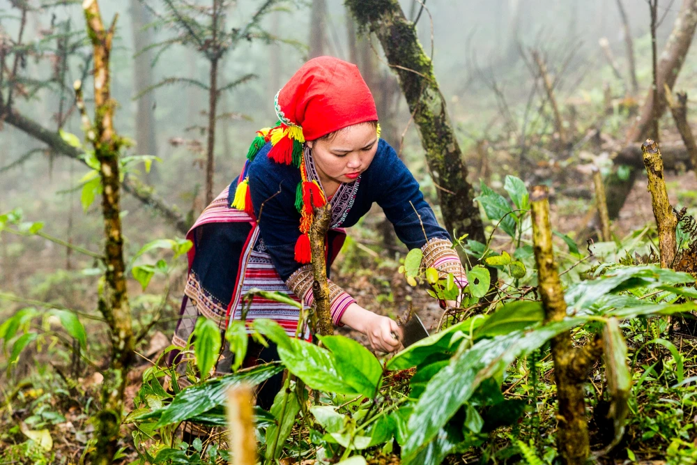 Femme Dao Rouge pr&eacute;parant un bain aux plantes m&eacute;dicinales traditionnelles