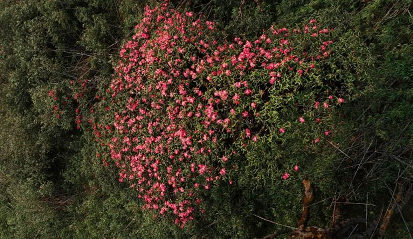azalea flower in fansipan mountain