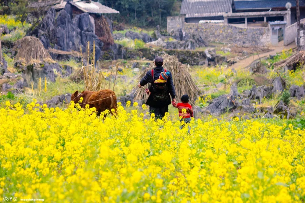 fiori di colza a Gennaio a Ha Giang