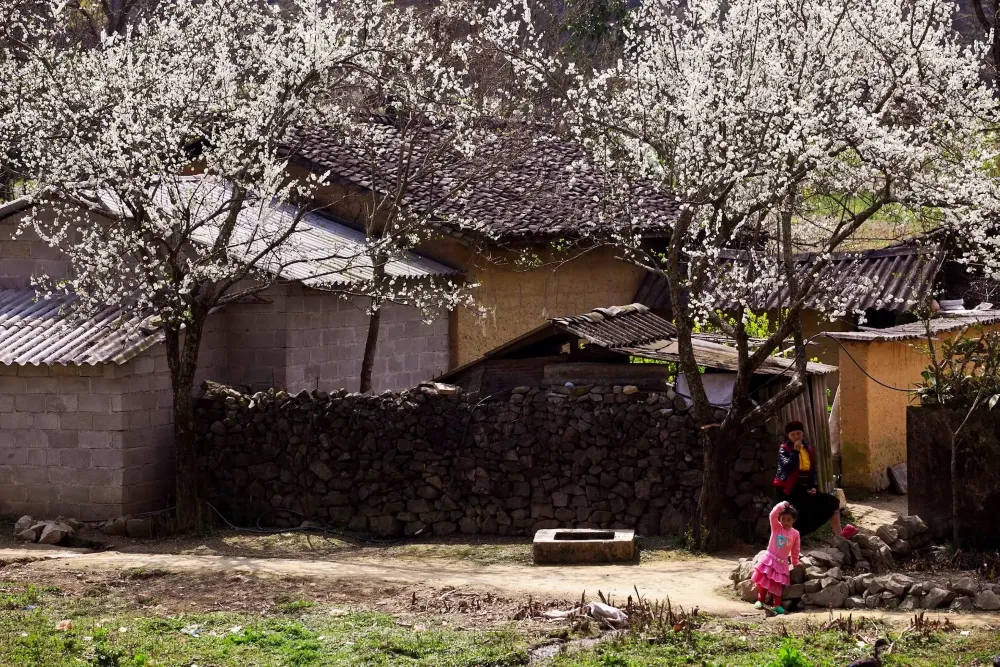 fiori di pugna a gennaio
