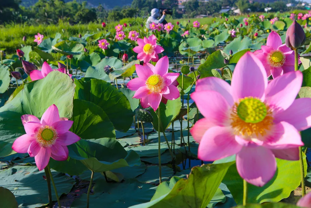Lotus flower national symbol of Vietnam