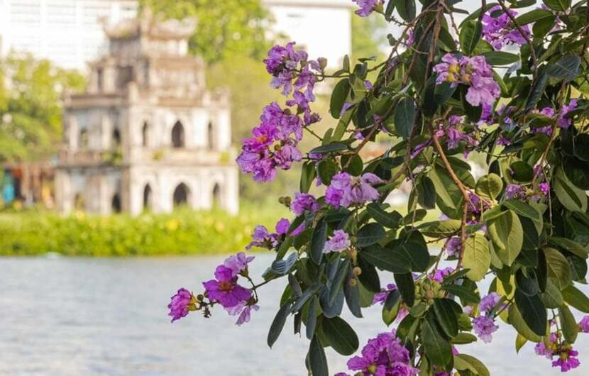 lagerstroemia flower hanoi