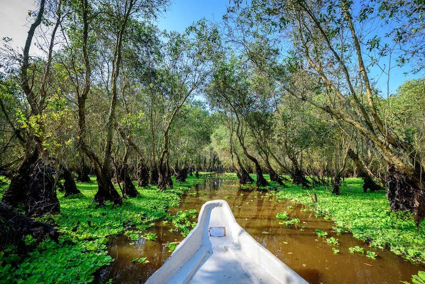 foresta di melaleuca a tra su