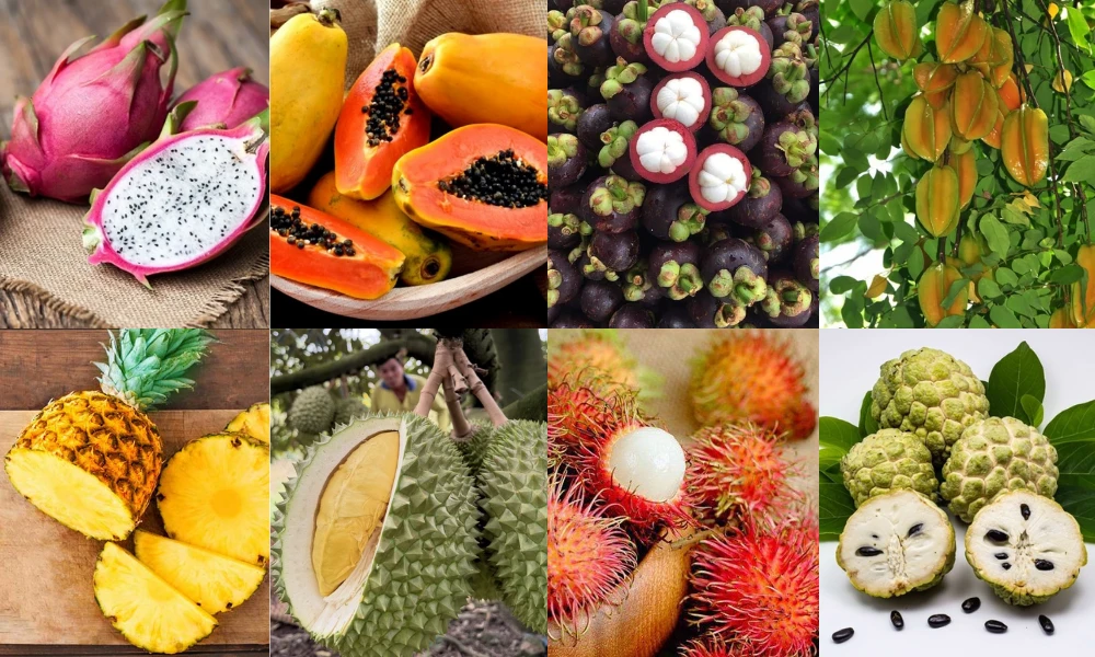 Variet&agrave; di frutta tropicale vietnamita che illustra la ricchezza agricola del paese
