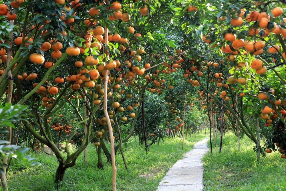 un giardino di frutta nel sud del Vietnam