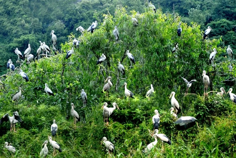 giardino uccelli thung nham itinerario ninh binh