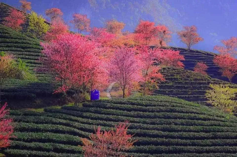 sapa oolong tea hill