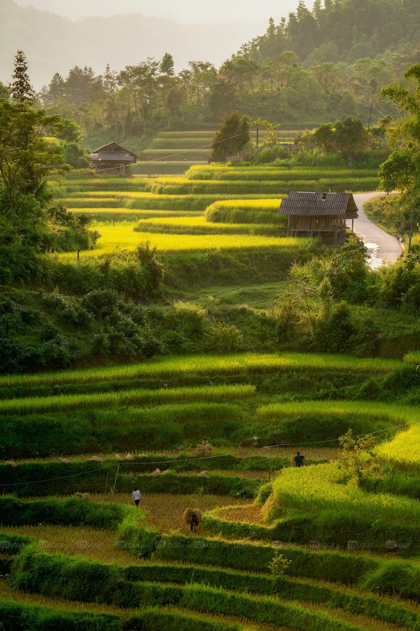 Meilleure période pour visiter Ha Giang et ses rizières en terrasses dorées