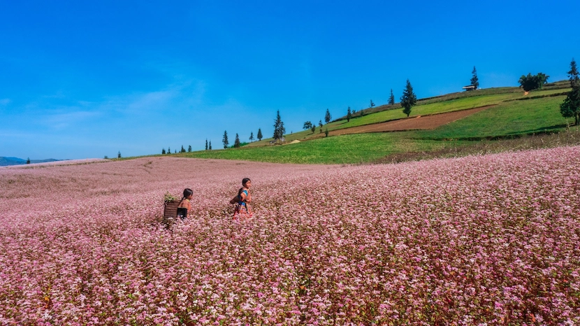 Boucle de Ha Giang en automne avec des fleurs de sarrasin