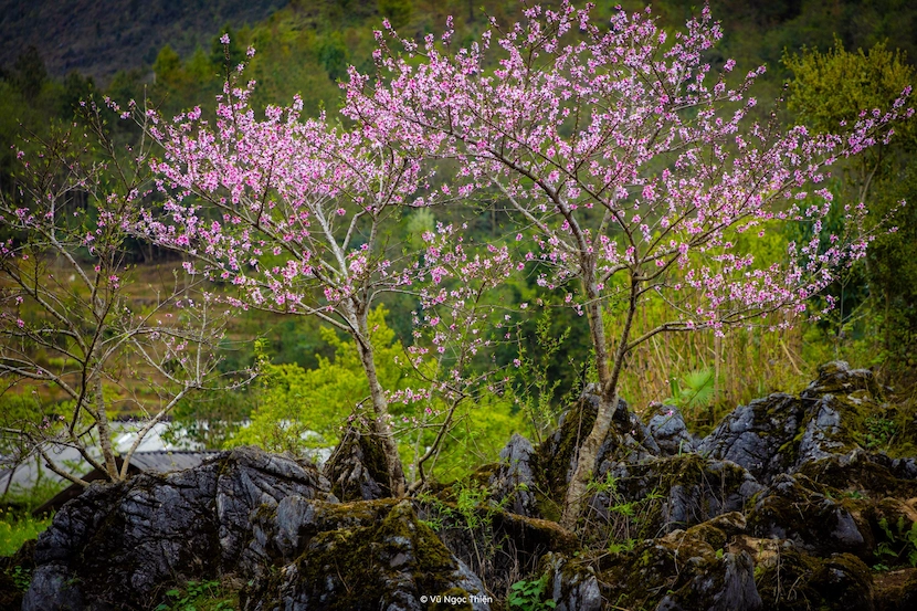 Boucle de Ha Giang avec la beauté des fleurs en fleurs au printemps