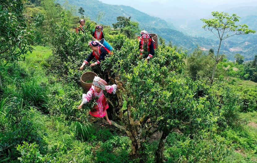 Foreste di tè Shan Tuyet nel circuito di Ha Giang