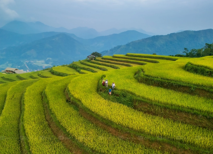 Terrazze di riso dorate a Hoang Su Phi