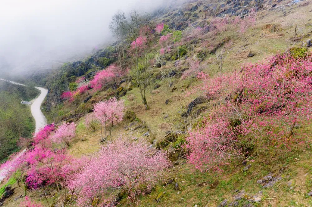 vibrant pink peach blossoms blooming in front of an ancient Hmong house in Ha Giang during spring
