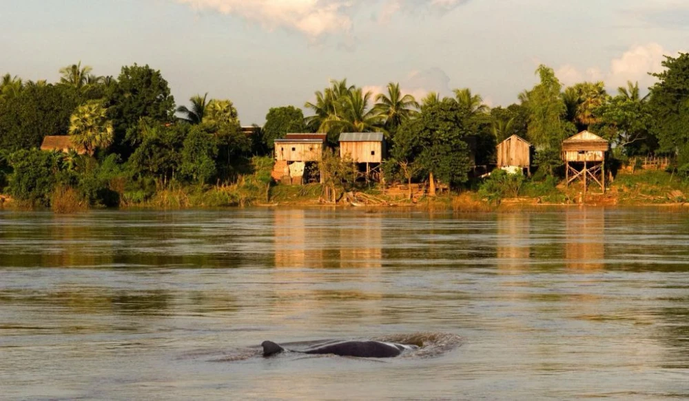 A rare Irrawaddy dolphin surfacing in the Mekong River near Kratie Cambodia.