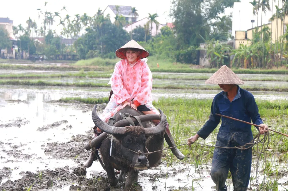 Water buffalo riding experience in Hoi An countryside with a tourist sitting on the buffalo s back in a flooded rice field