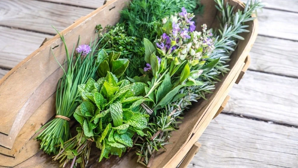 Erbe aromatiche -  l'elemento importante nella cucina vietnamita
