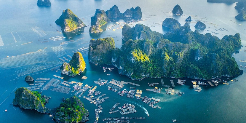 bai tu long bay