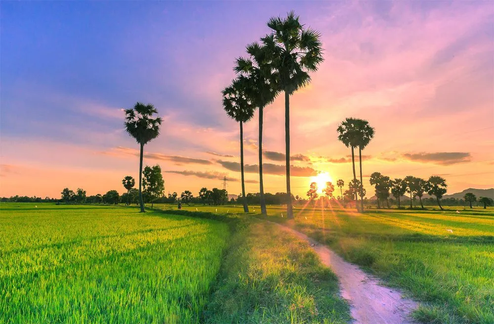 immense rice field in mekong delta vietnam countryside