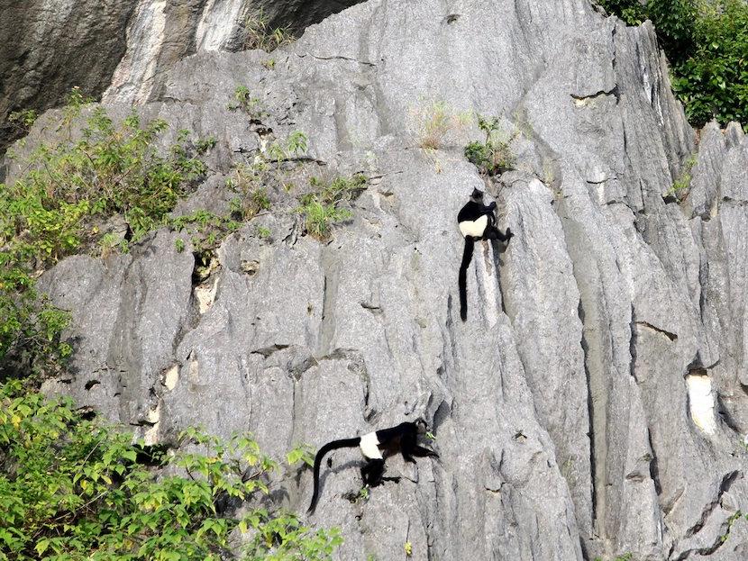 langur de delacour à van long