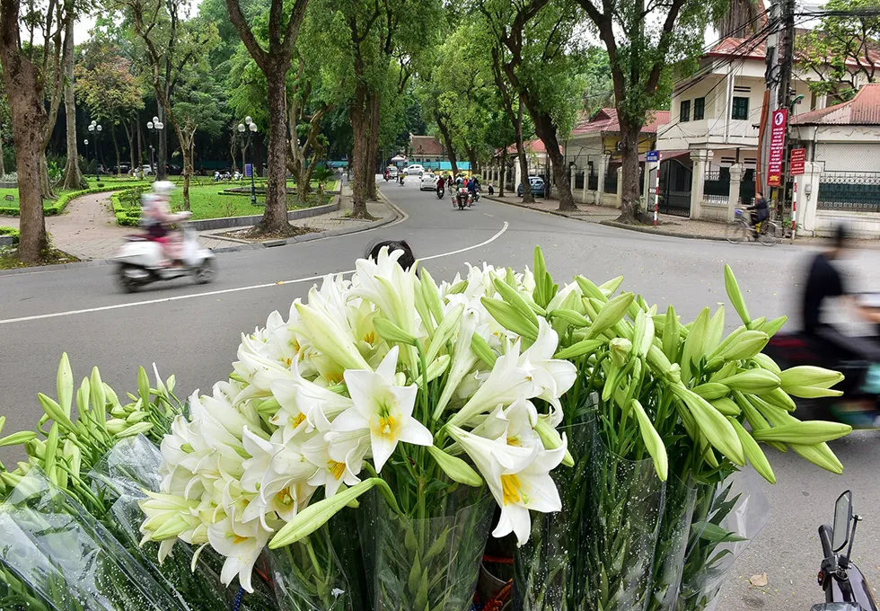 lily vietnam in april