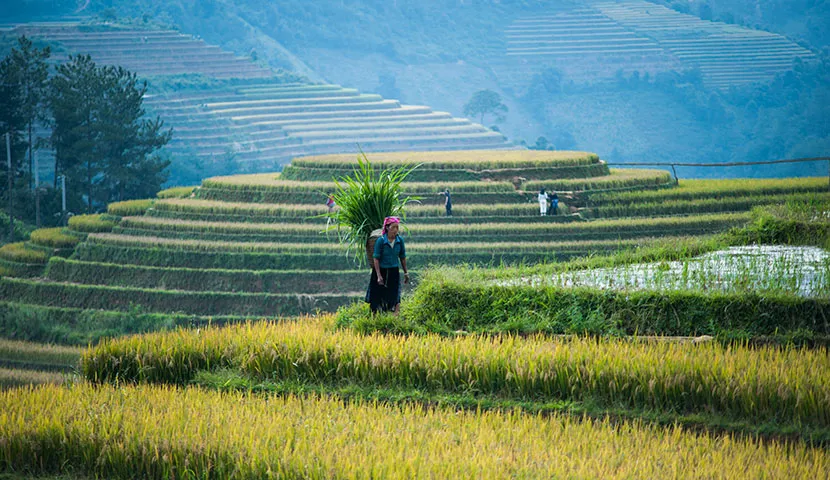 minoranza locale nella terrazza della risaia