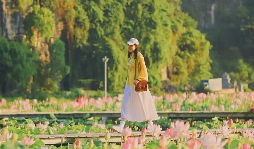 lotus fleurs, ninh binh