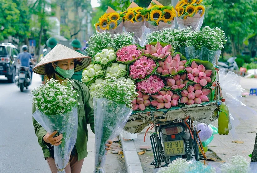 vietnam a giugno fiori loto