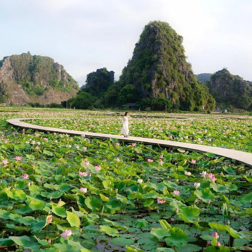 lotus a ninh binh