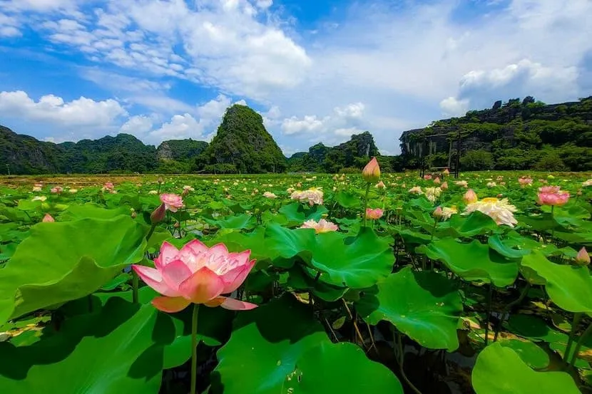 les lotus a ninhbinh