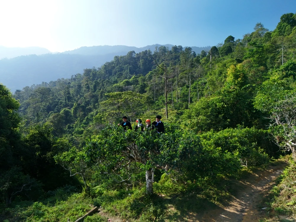 tea tree forest
