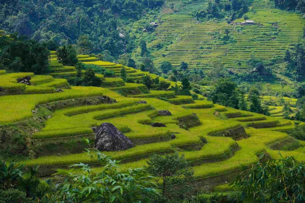 rice terraces lung vai in august