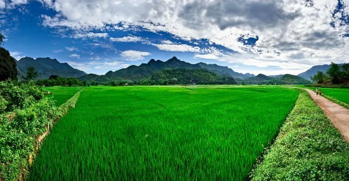 mai chau field vietnam in april