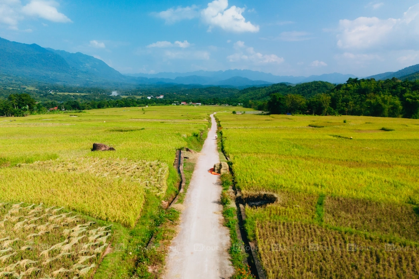 golden rice fields in mai chau