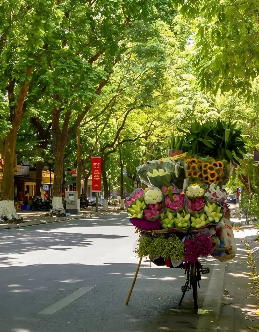 Autumn atmosphere in Hanoi with tree lined streets