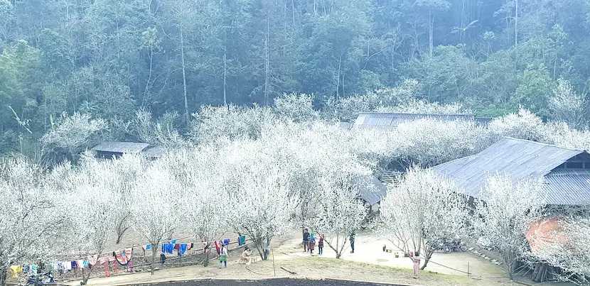 ta van village in spring with beautiful blossoms