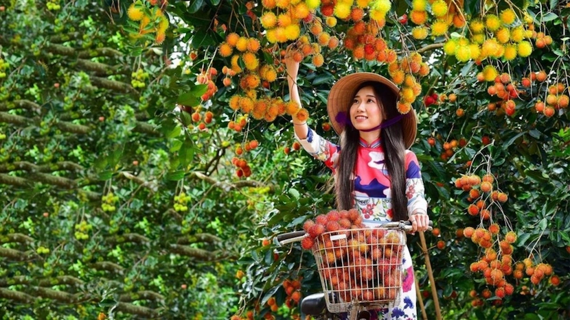 Mekong Delta fruit garden