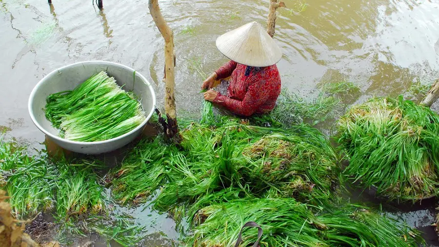 Mekong Dishes in Floating Season Wild Celery