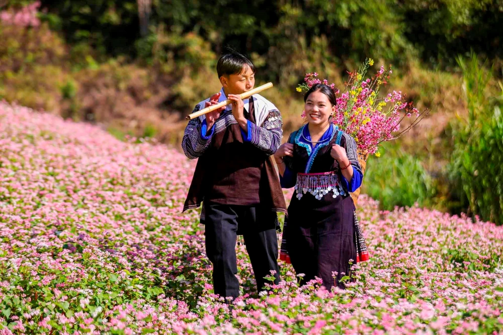 Pink wild peach blossoms blooming over the mountains of Mu Cang Chai