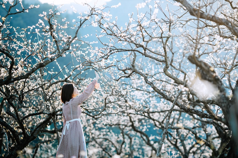 La stagione dei fiori di susino bianco a Moc Chau