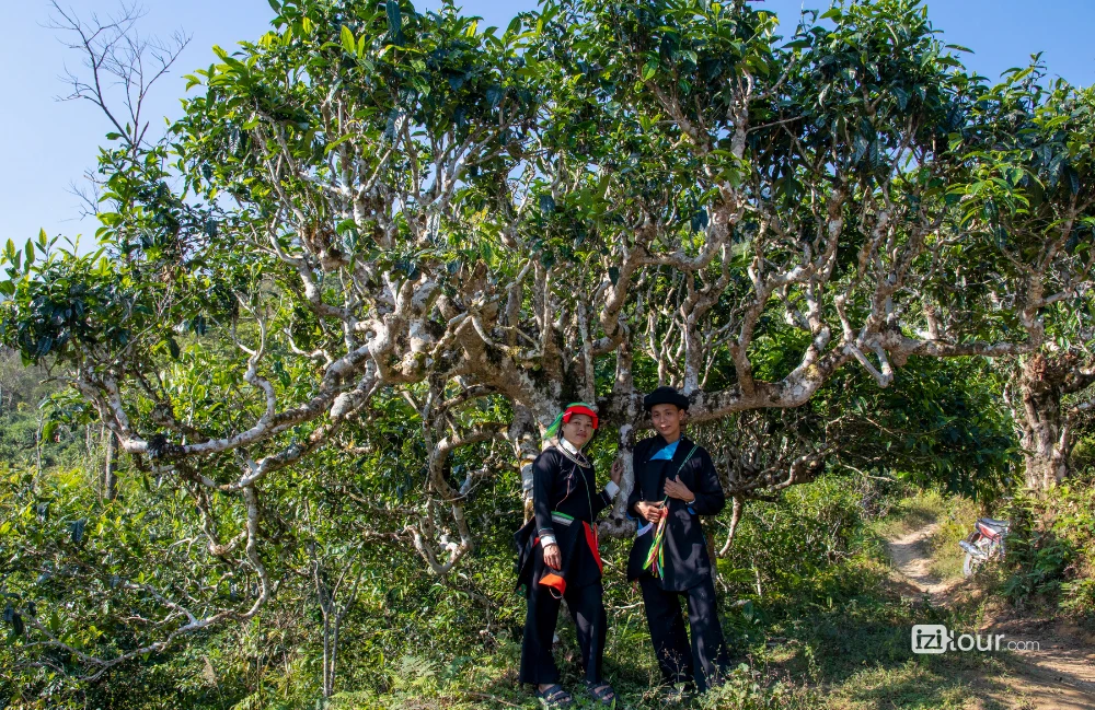 Dao villagers harvesting Shan Tuyet tea in Lung Vai