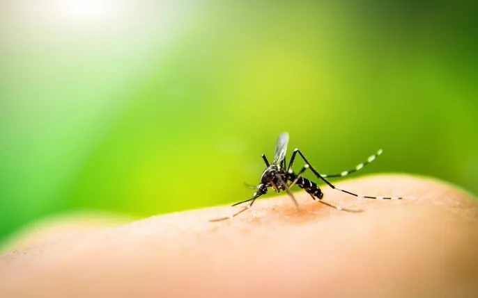 mosquito bites vietnam
