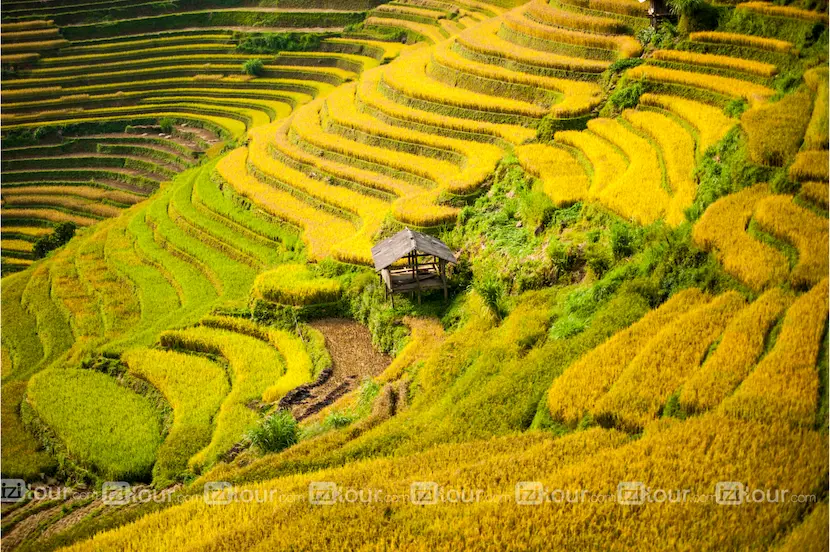 mu cang chai riziere vietnam
