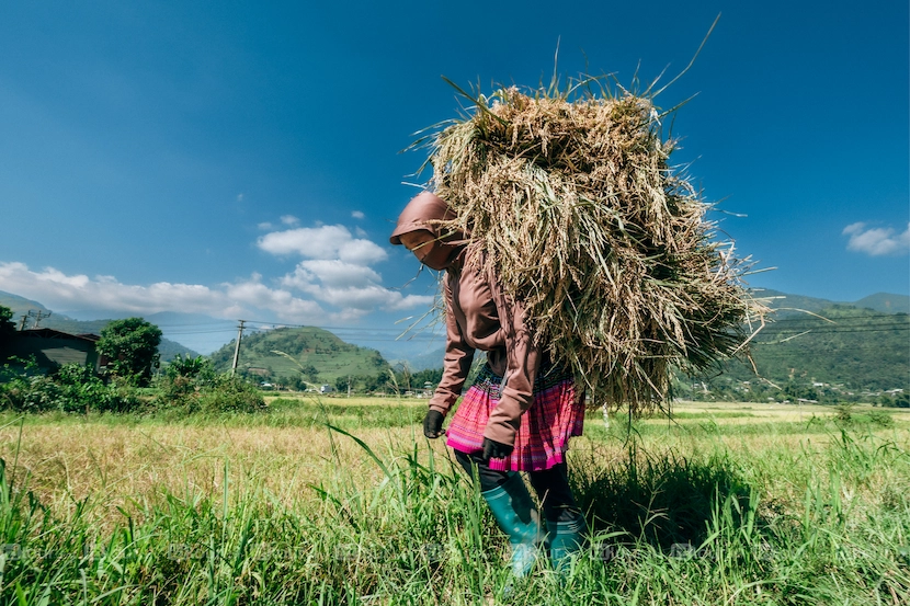 tu le mu cang chai