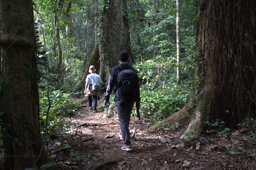 cuc phuong national park near hang mua cave