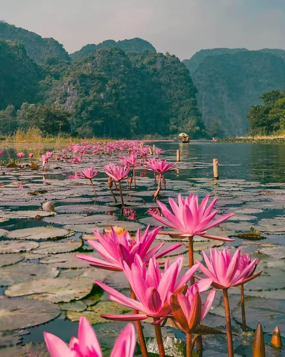 nenuphar ninh binh